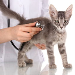 vaccin chat