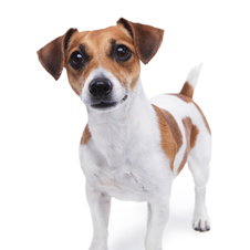 Vaccin chien (maladies virales)
