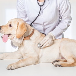 Consultation chien