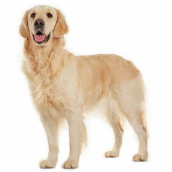 importation dog or cat in france