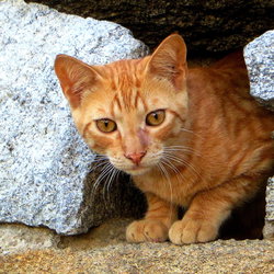 En cabinet :Kinésiologie & énergétique ANIMAUX