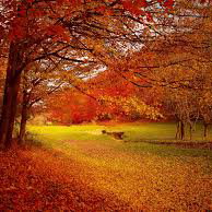 AUTOMNE Massage 30 min