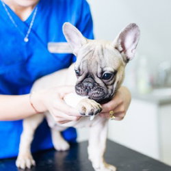 Ostéopathie animale chiens