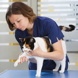 Ostéopathie animale chats