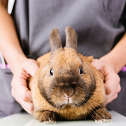 Ostéopathie animale NAC