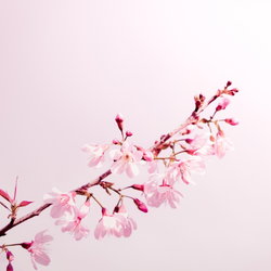 Soin Japonais