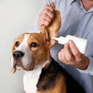CONSULTATION DERMATOLOGIE CHIEN OU CHAT