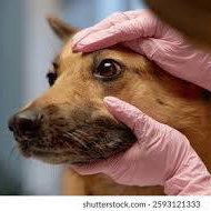 consultation ophtalmologie CHIEN OU CHAT