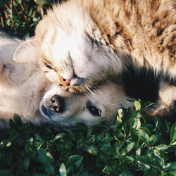 CONSULTATION chien ou chat malade