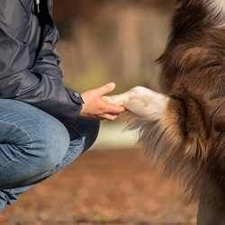 Magnétisme animal distanciel (Mylèna)