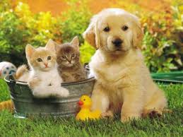 FRIMOUSSE TOILETTAGE - Iwuy : photo 1
