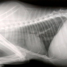 Imagerie : radiographie échographie