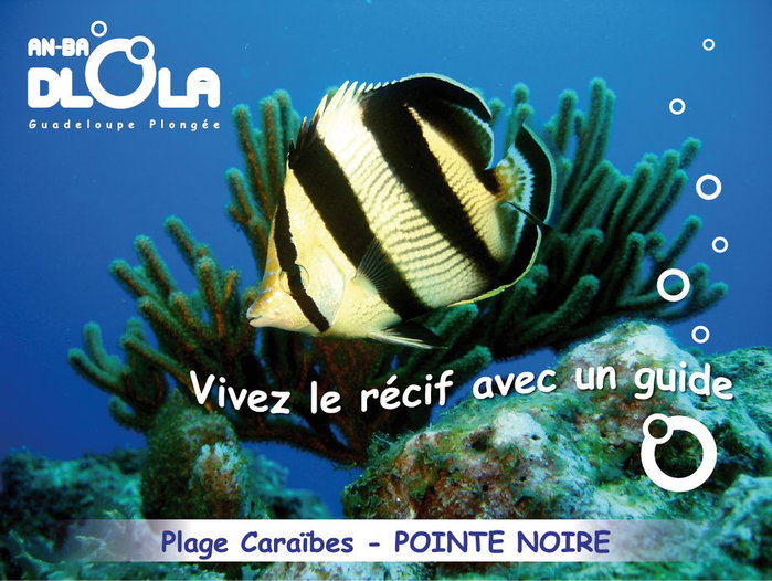 ANBADLOLA GUADELOUPE-PLONGEE
