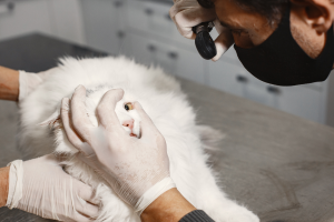 Alliance Vet Bocage Clinique Vétérinaire Baill
